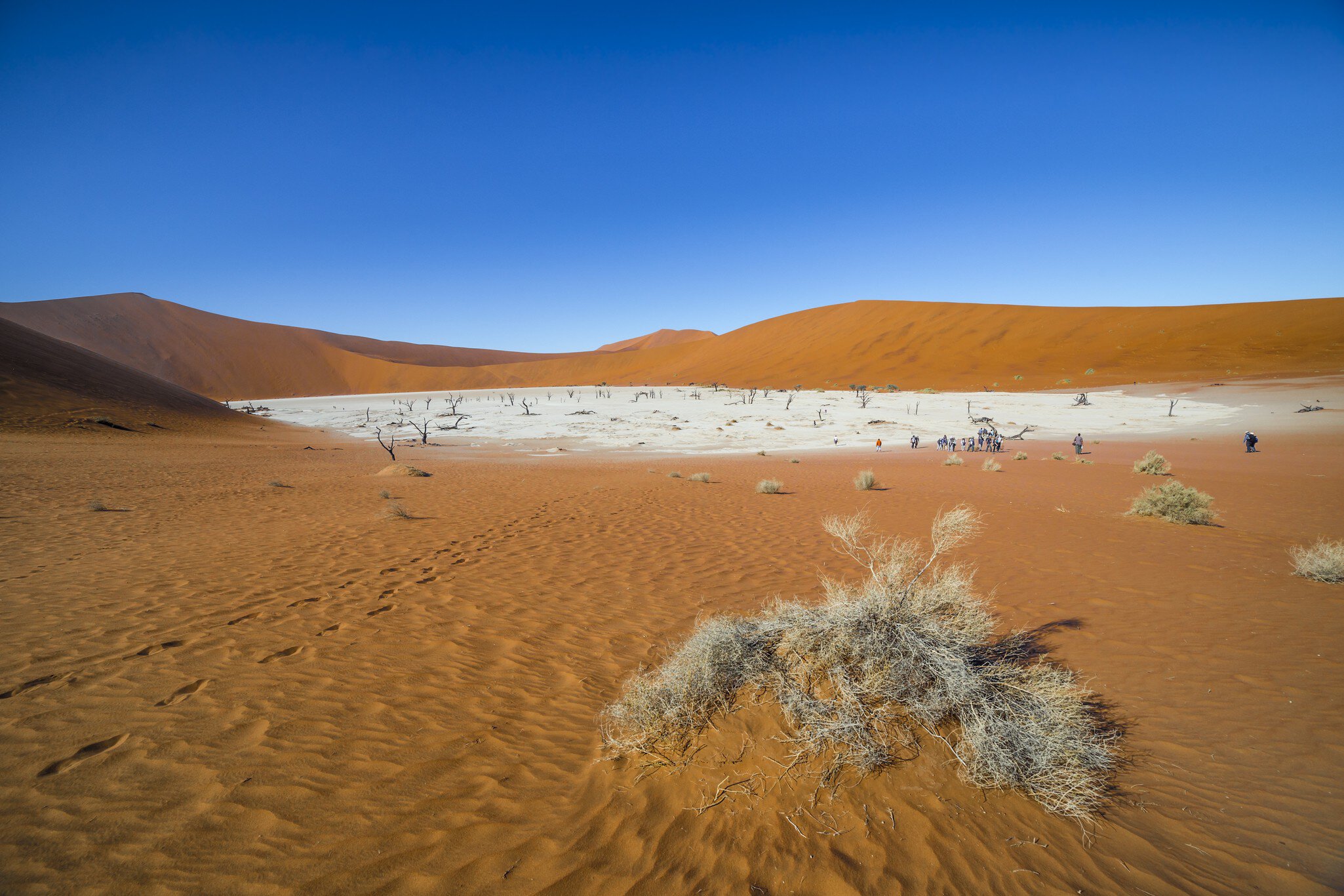Trees in Deadvlei, or Dead Vlei, a white clay pan located near the more famous salt pan of Sossusvlei, inside the Namib-Naukluft Park in Namibia
