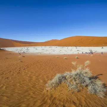 Trees in Deadvlei, or Dead Vlei, a white clay pan located near the more famous salt pan of Sossusvlei, inside the Namib-Naukluft Park in Namibia