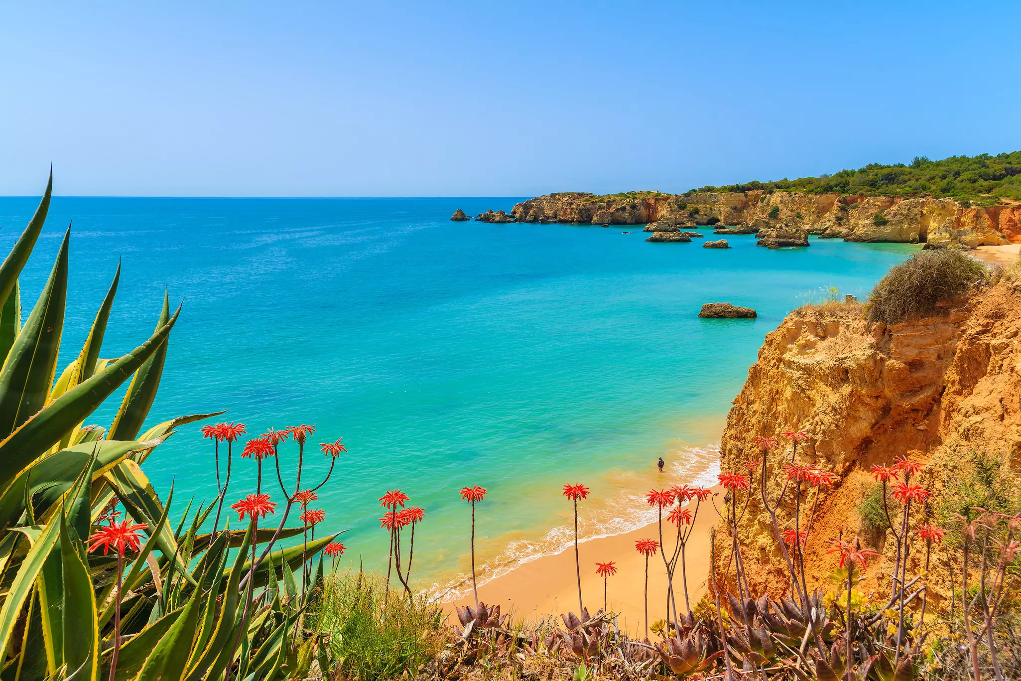 Tropical flowers on Praia da Rocha Beach.