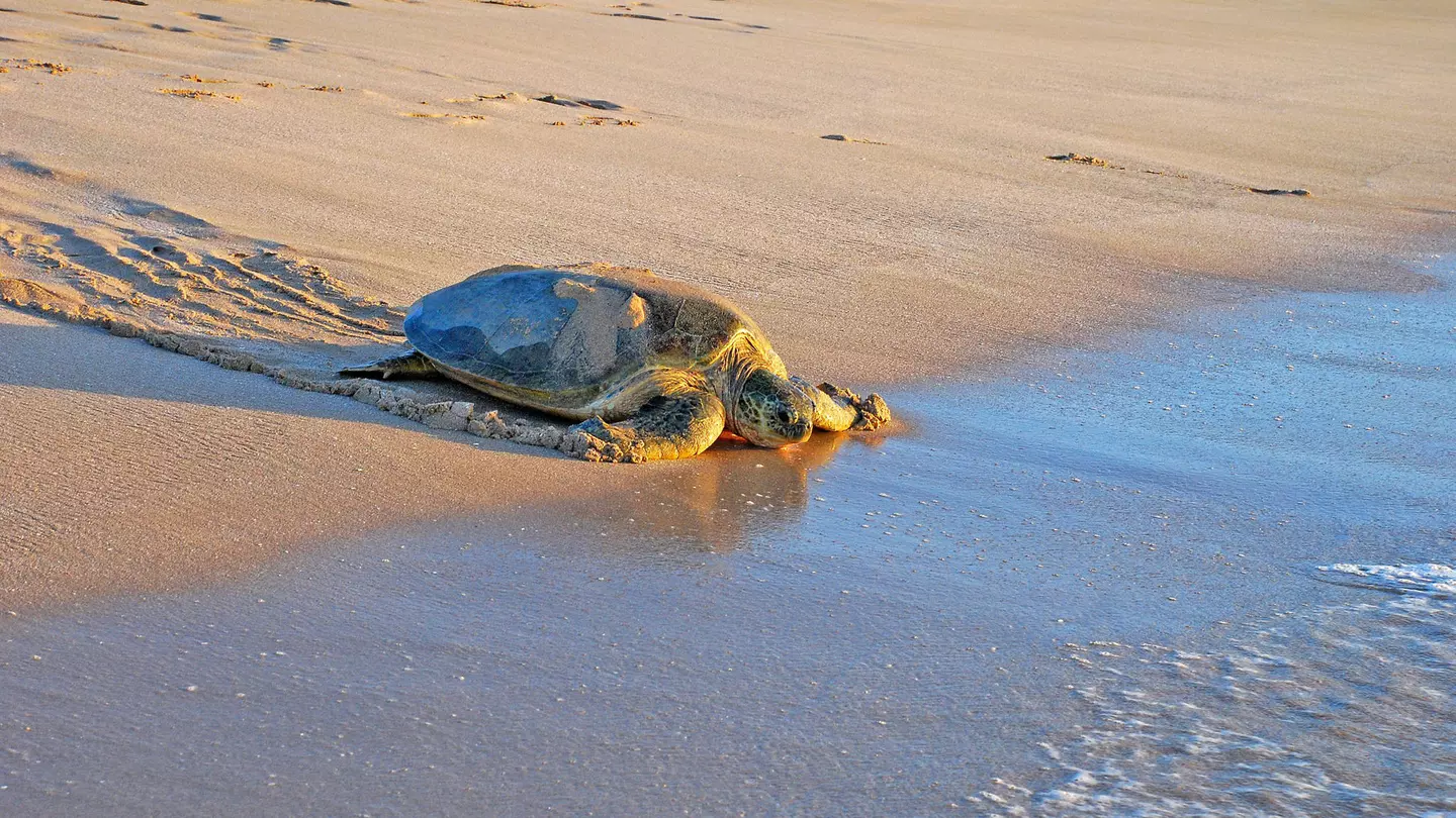 Green sea turtle (Chelonia mydas) on the sand in Ras Al Jinz