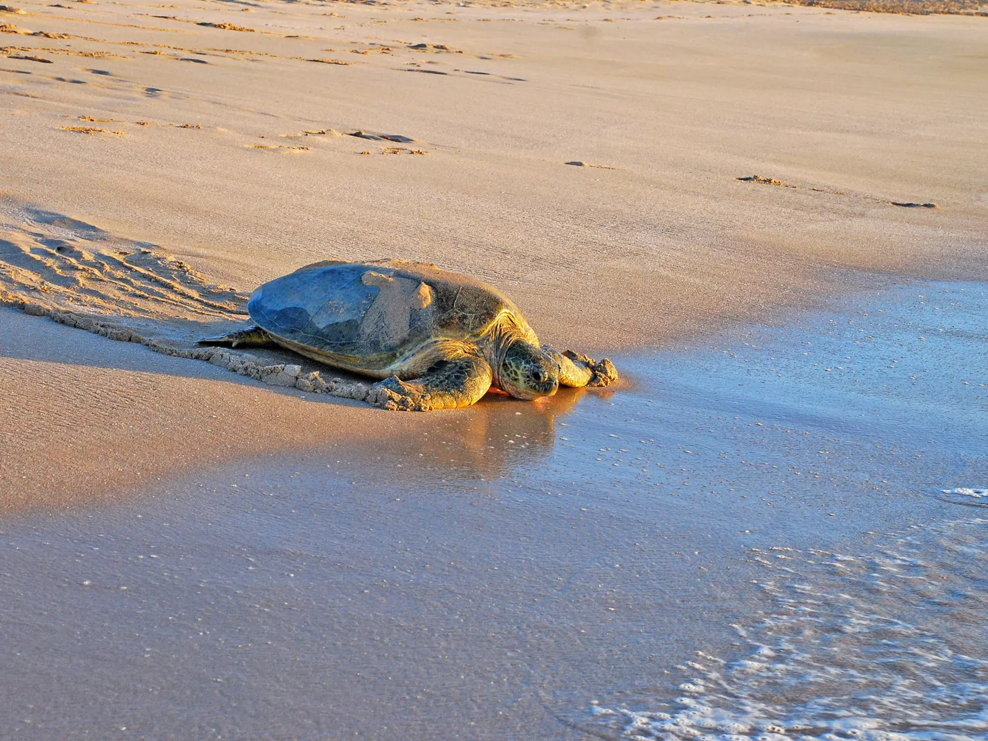 Green sea turtle (Chelonia mydas) on the sand in Ras Al Jinz