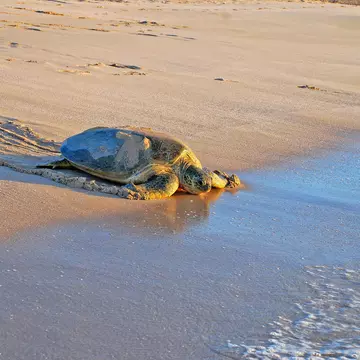 Green sea turtle (Chelonia mydas) on the sand in Ras Al Jinz
