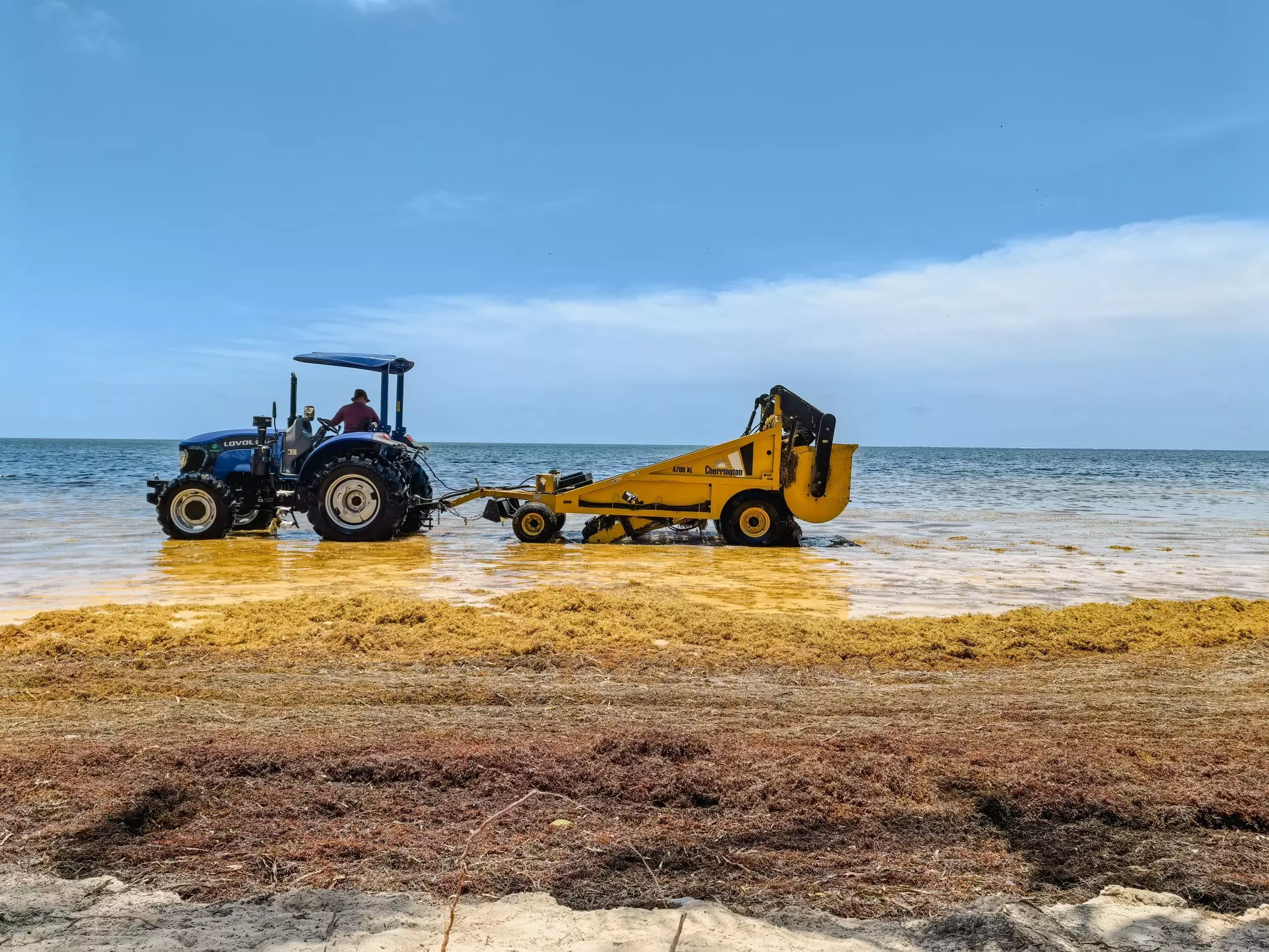 A man in a tractor cleaning golden brown seaweed from a shoreline with the ocean in the distance on a sunny day.