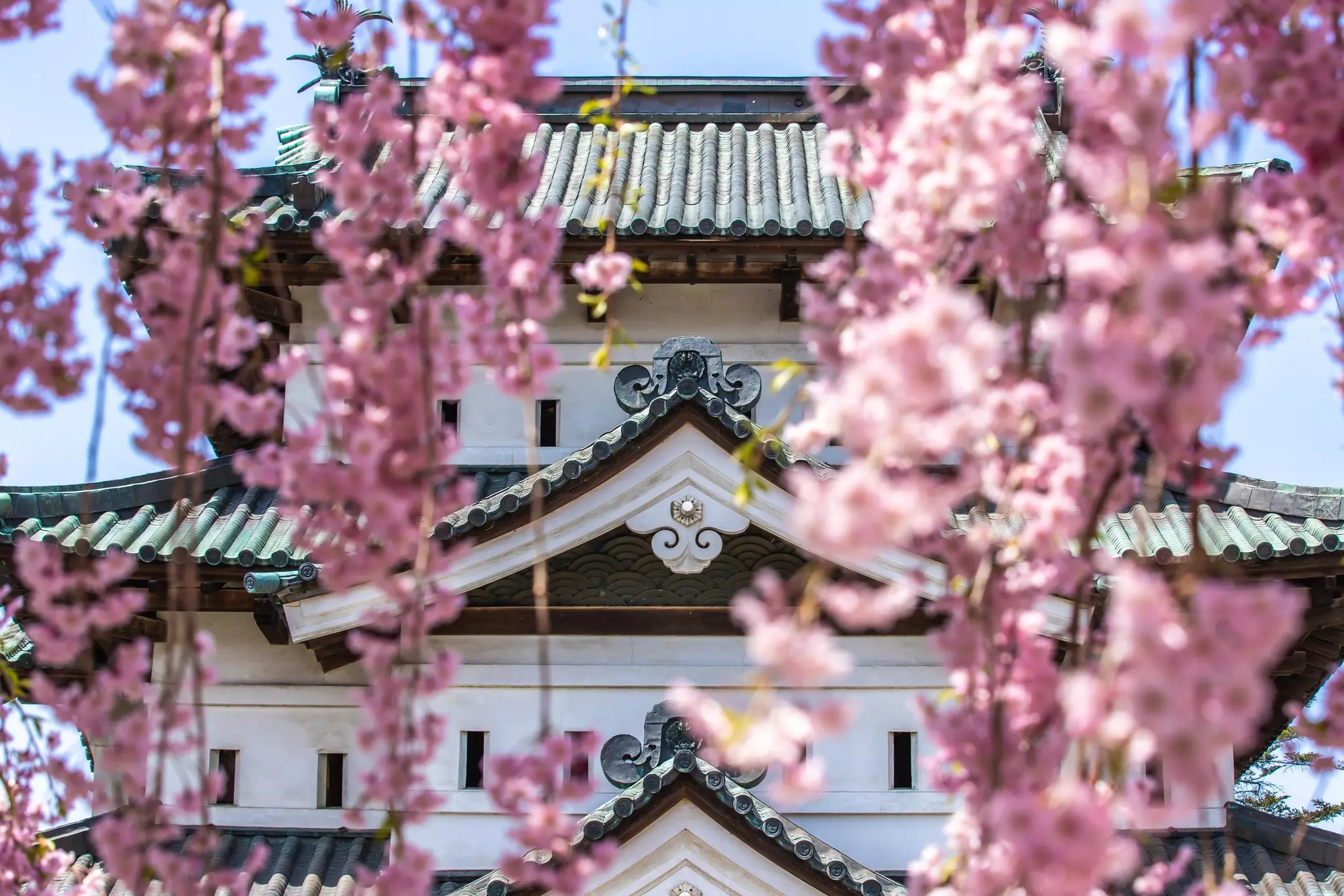 Aomori Prefecture Hirosaki Castle Sakura Festival