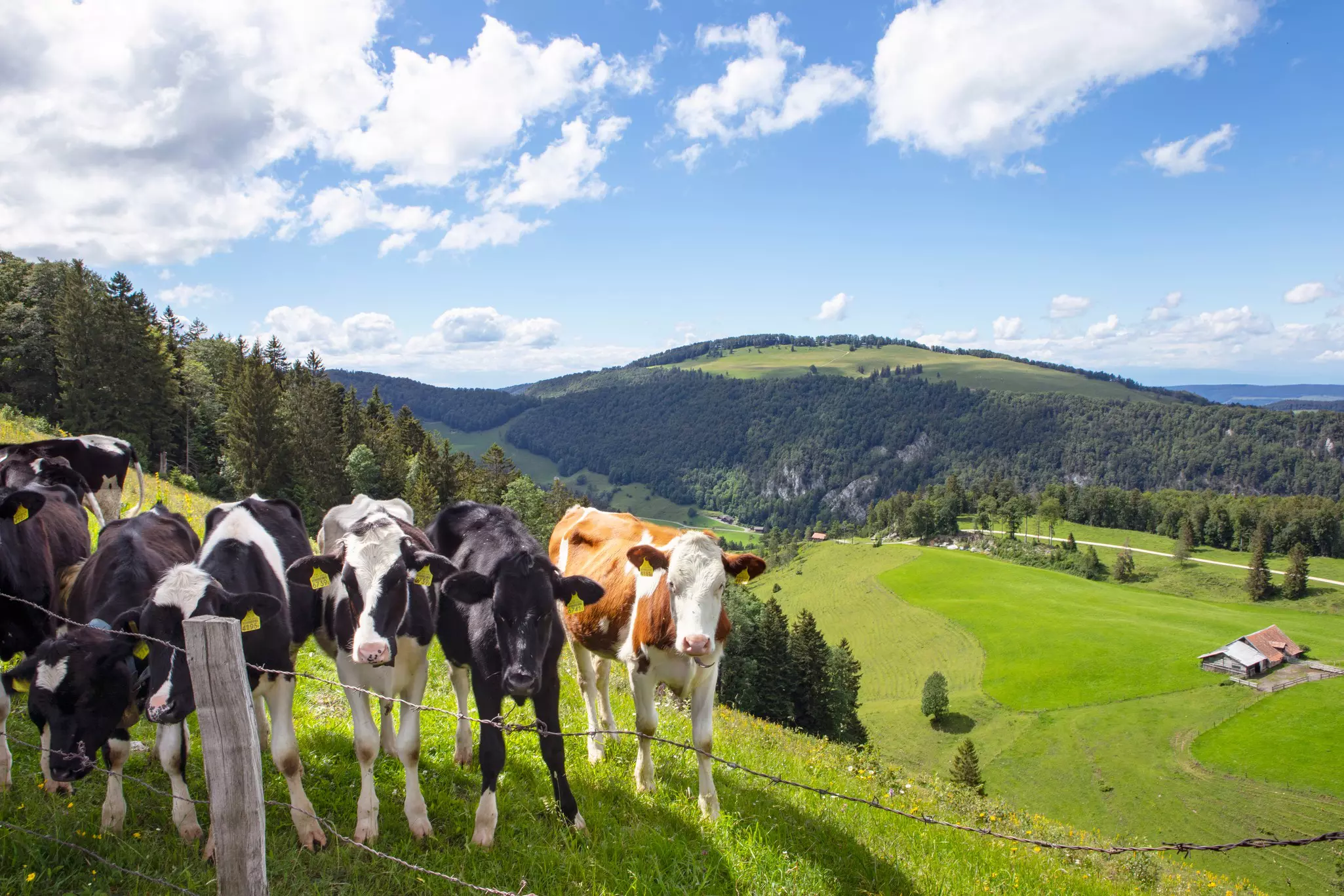 Black- and brown-spotted cows stand at a barbed wire fence at the top of a green hillside in Switzerland.