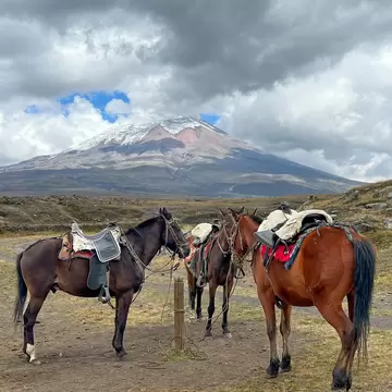 Three saddled horses tied to a wooden post on dry grassland, a glaciated volcano beneath heavy grey clouds behind