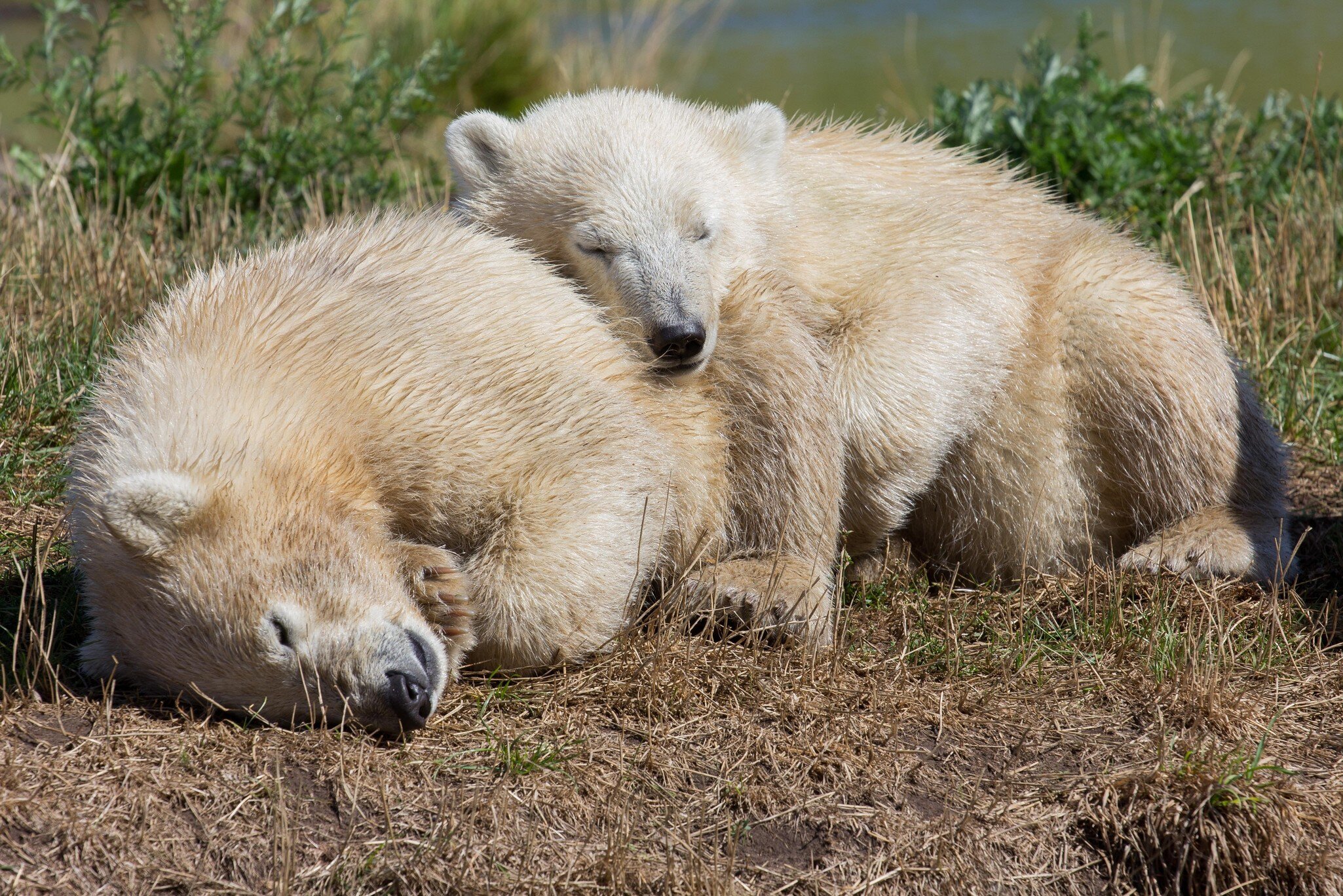 Polar Bears (Ursus maritimus), cubs, in Skandinavisk Dyrepark or Scandinavian Wildlife Park, Jutland, Denmark.