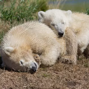 Polar Bears (Ursus maritimus), cubs, in Skandinavisk Dyrepark or Scandinavian Wildlife Park, Jutland, Denmark.