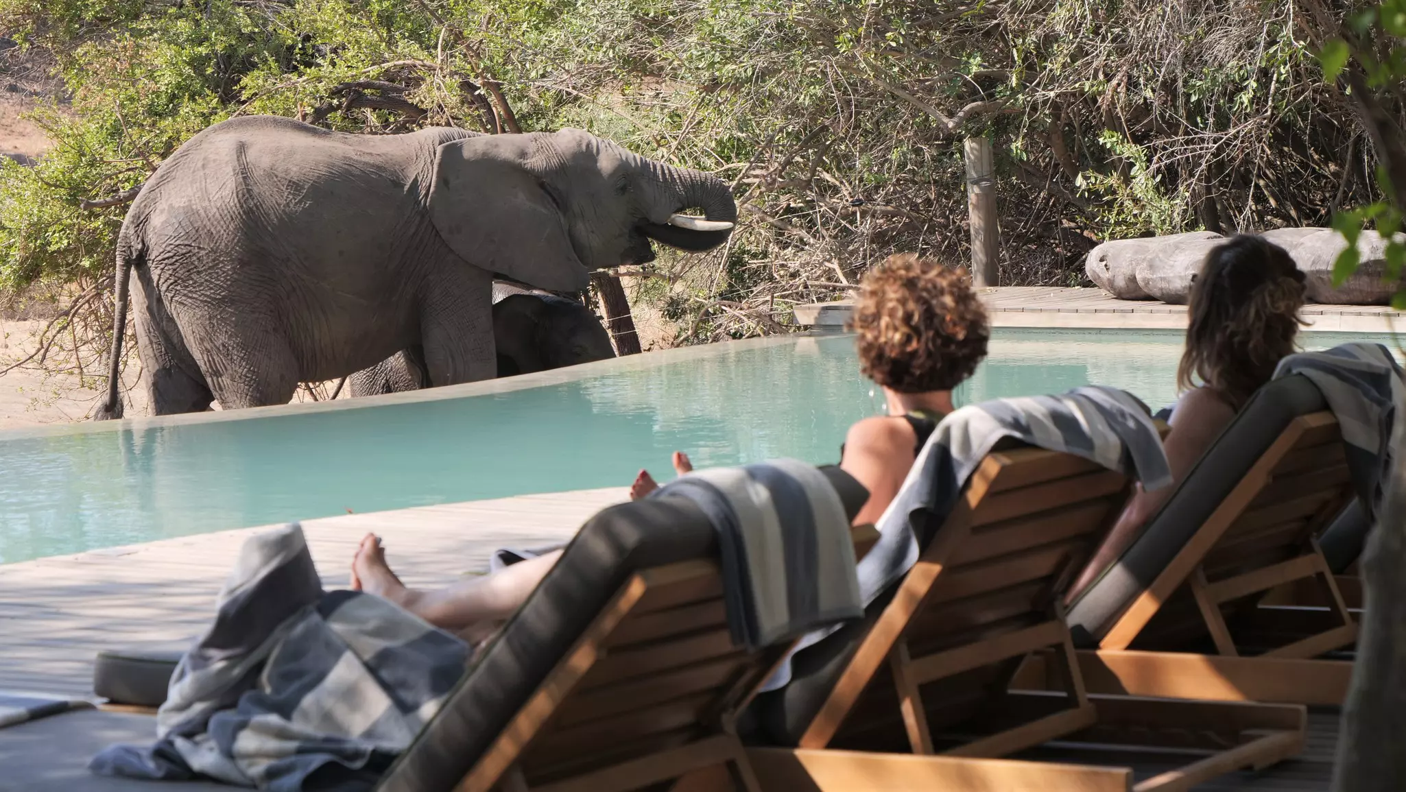 Elephant drinking at the pool of safari camp and luxury lodge in Kruger National Park