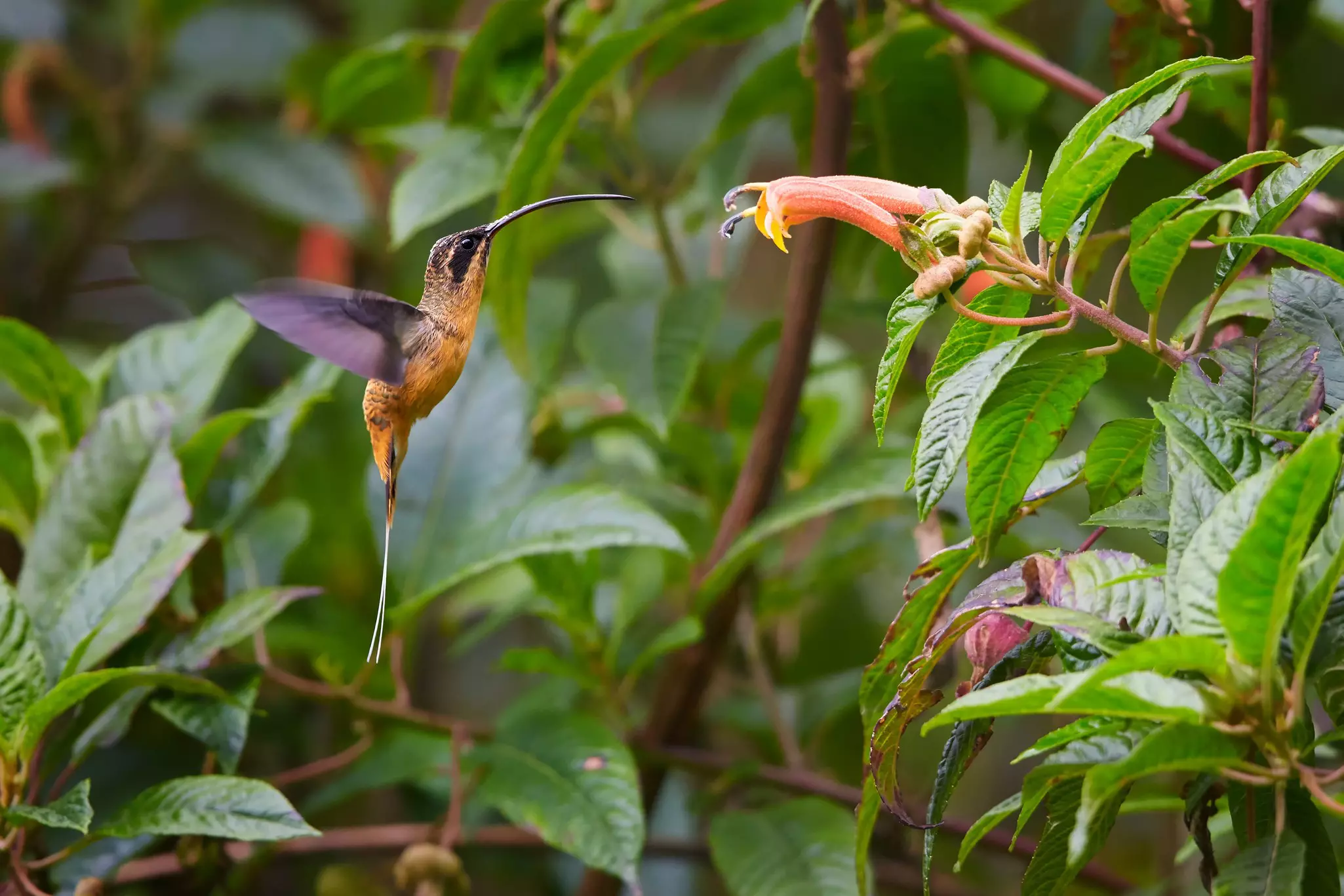 A Colombian hummingbird - a small bird with constantly flapping wings - feding off a peach-colored flower in dense jungle.