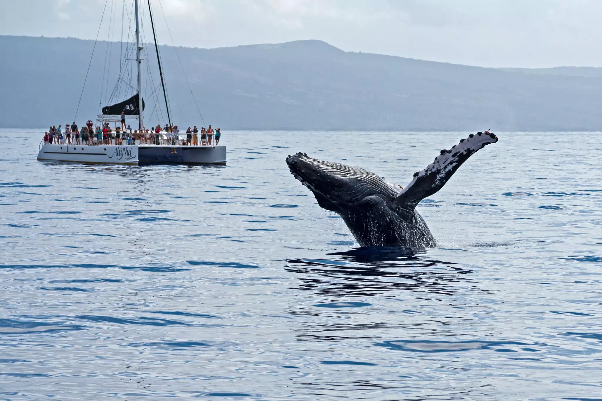People on a catamaran watch a humpback whale breach in the ocean