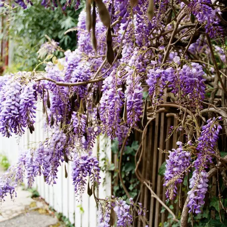 A neighborhood street in the town of Guerneville. R. Alan Meyer/Shutterstock