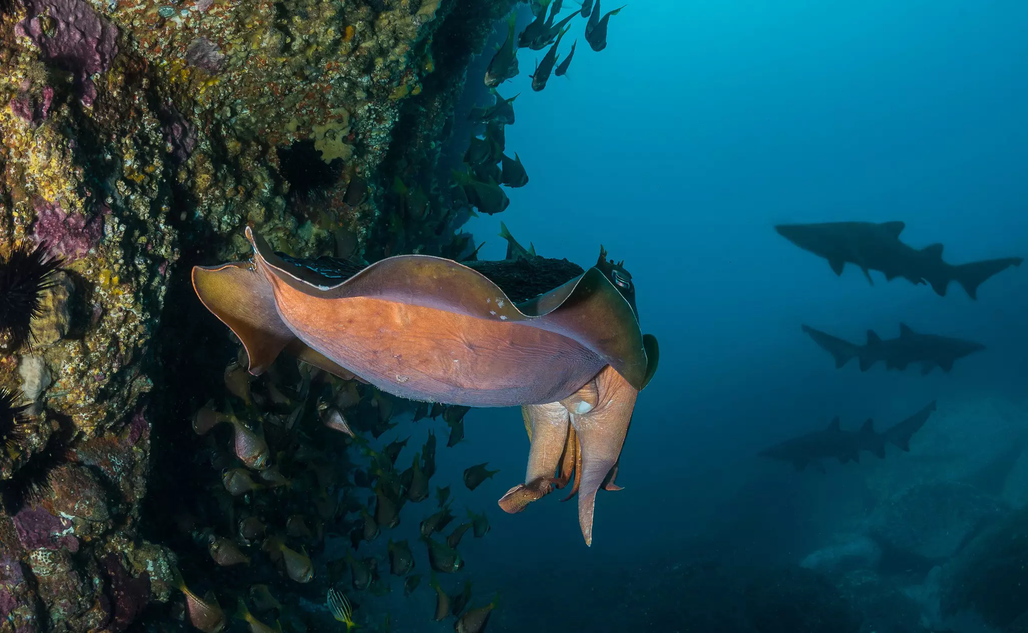 The giant cuttlefish is one of Eyre Peninsula's most unusual attractions. saulty72 / Shutterstock