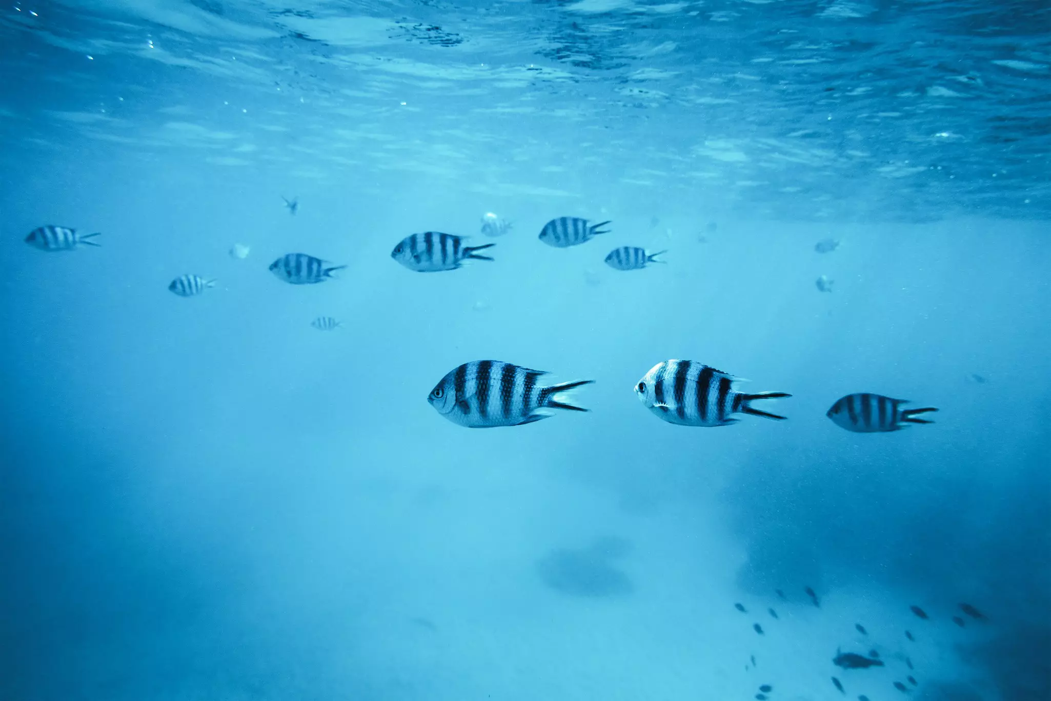 Group of zebra fishes swimming in the sea © Getty Images