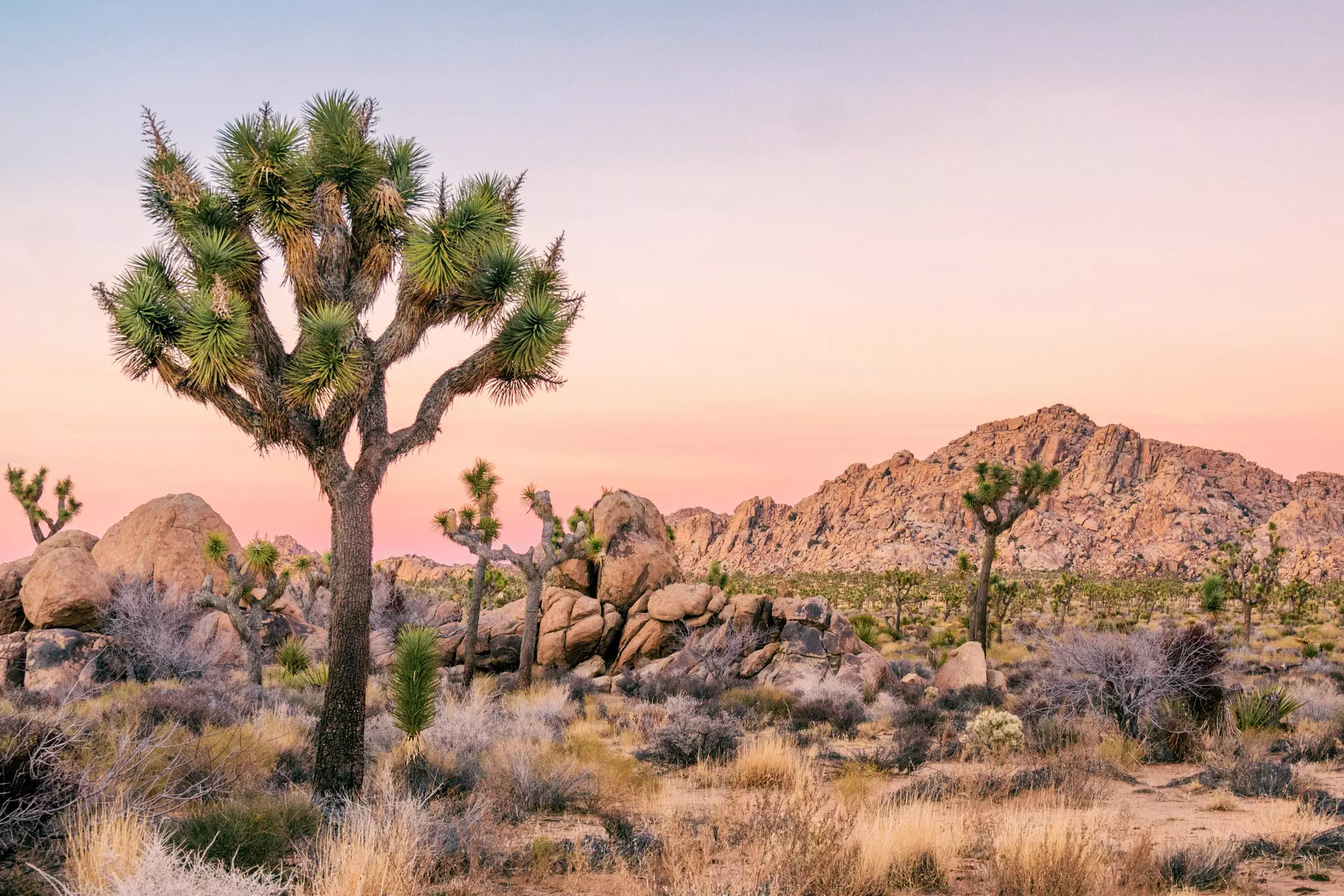 Joshua Tree's on the arid desert of Joshua Tree National Park.