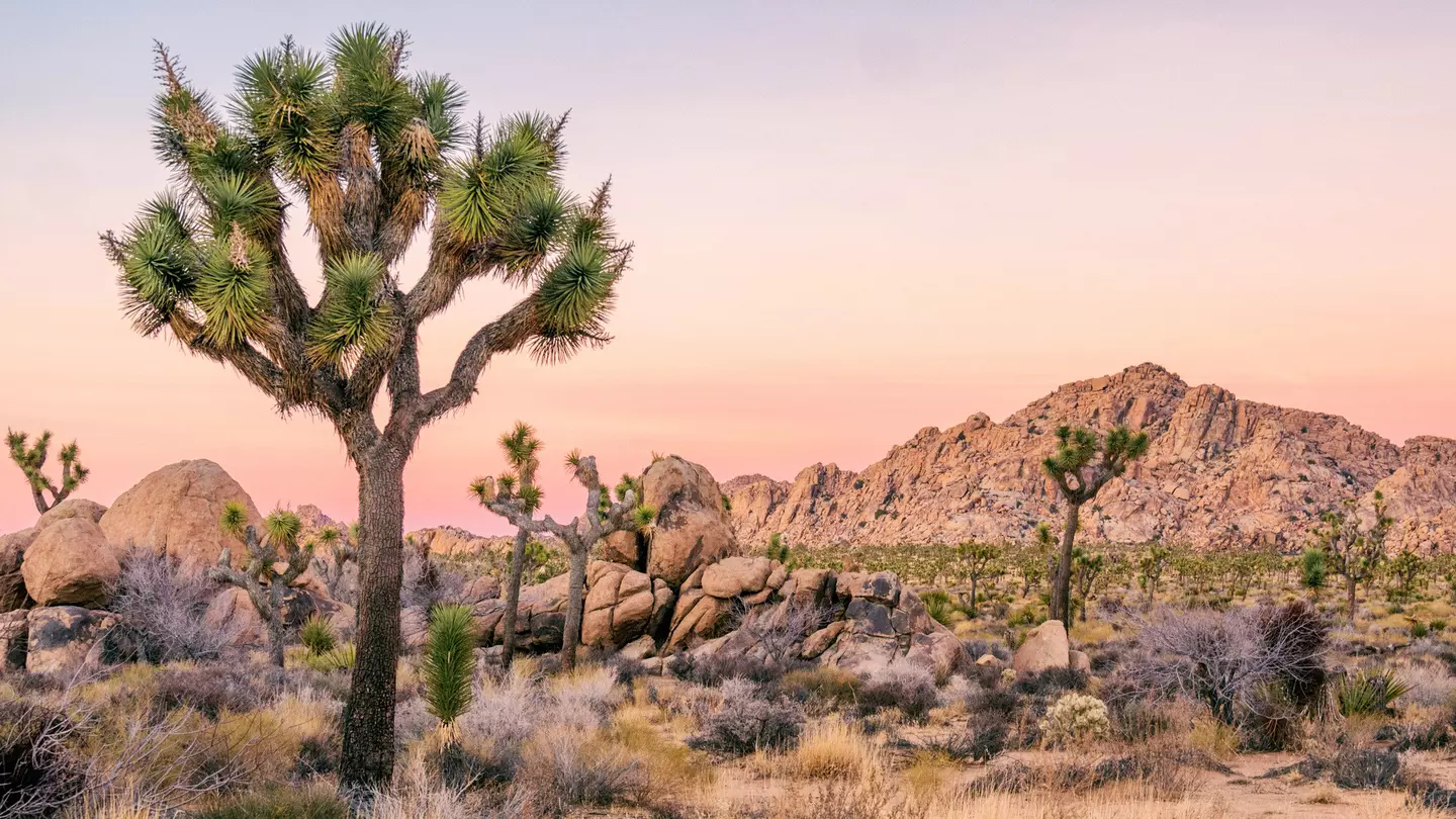 The otherwordly beauty of Joshua Tree National Park is unique and well worth a visit. Dennis Silvas / Shutterstock