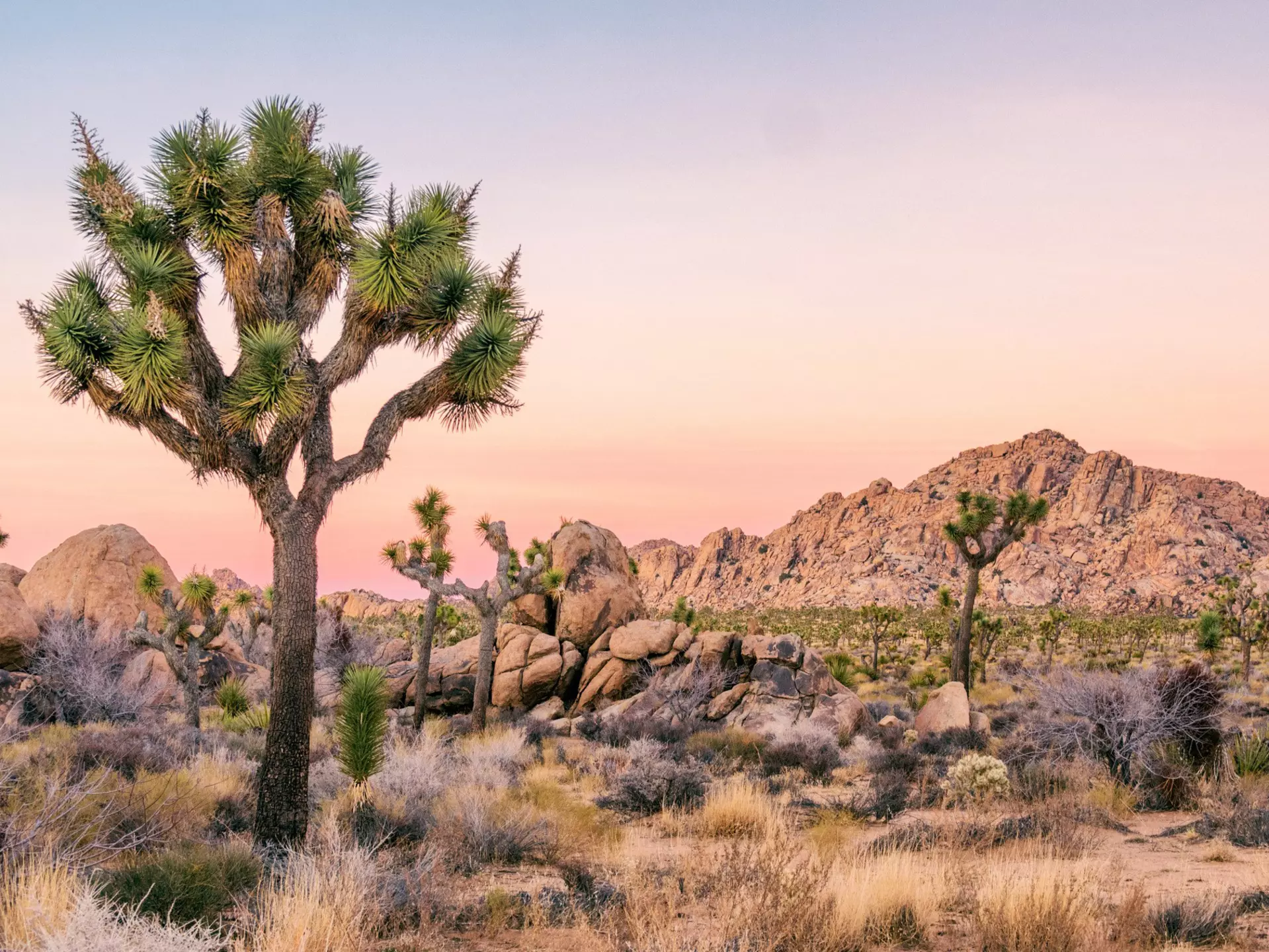 The otherwordly beauty of Joshua Tree National Park is unique and well worth a visit. Dennis Silvas / Shutterstock
