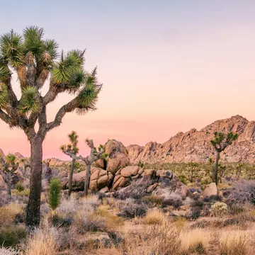 The otherwordly beauty of Joshua Tree National Park is unique and well worth a visit. Dennis Silvas / Shutterstock