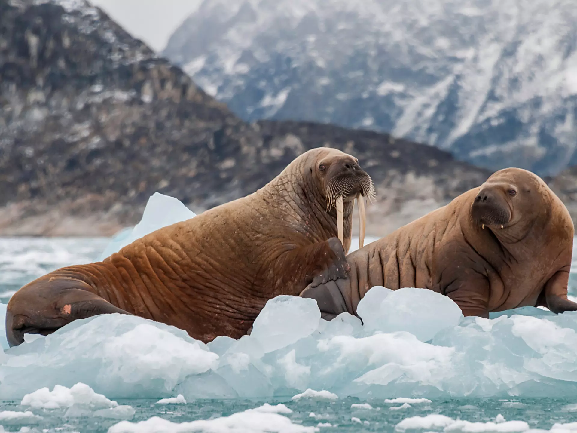 Walrus in Svalbard waters