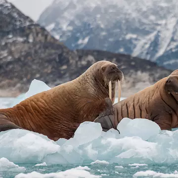 Walrus in Svalbard waters