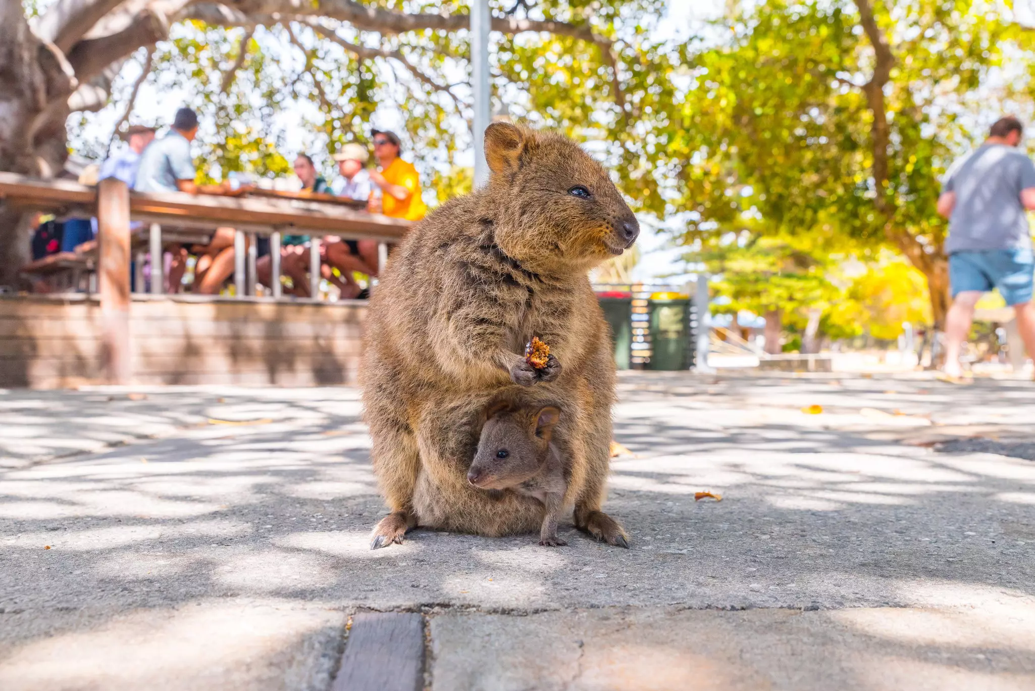 Western Australia Rottnest Island quokka with a joey in its pouch