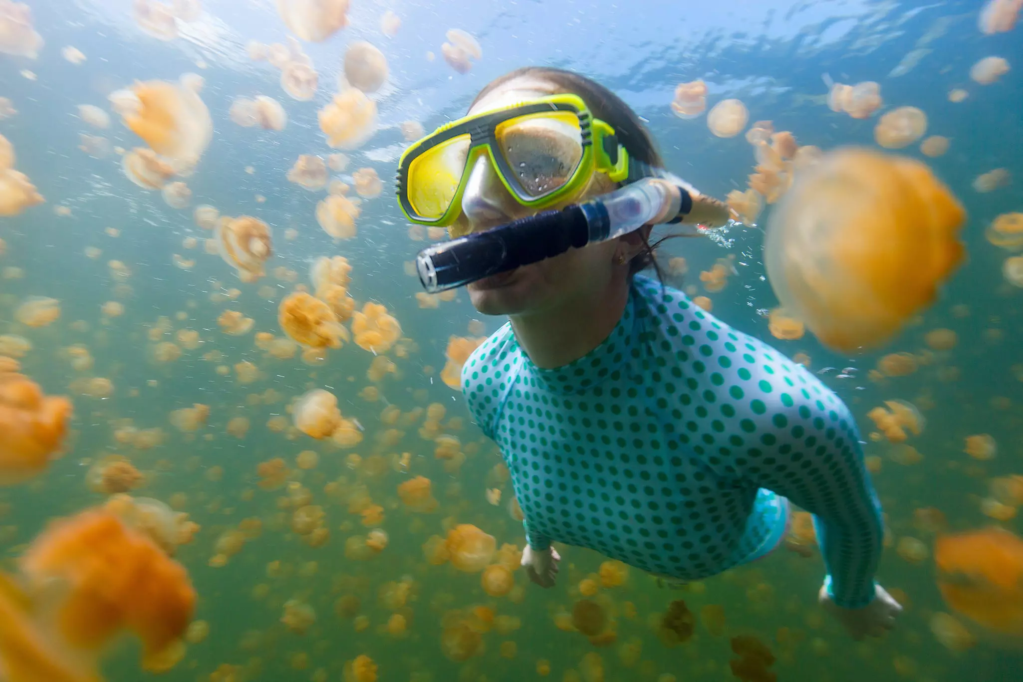 Woman snorkeling with endemic golden jellyfish in Jellyfish Lake in Palau