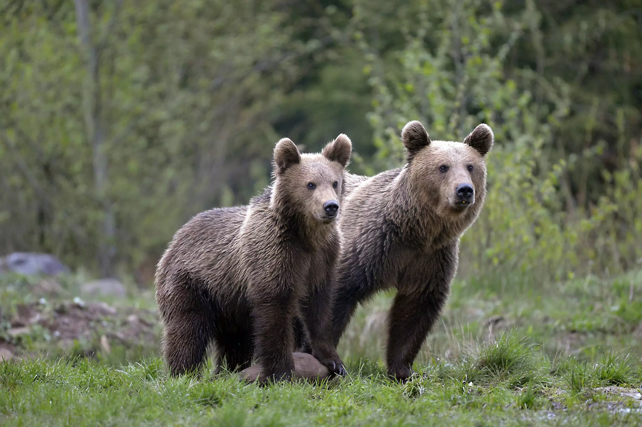 Two brown bears stand together at the edge of woodland.