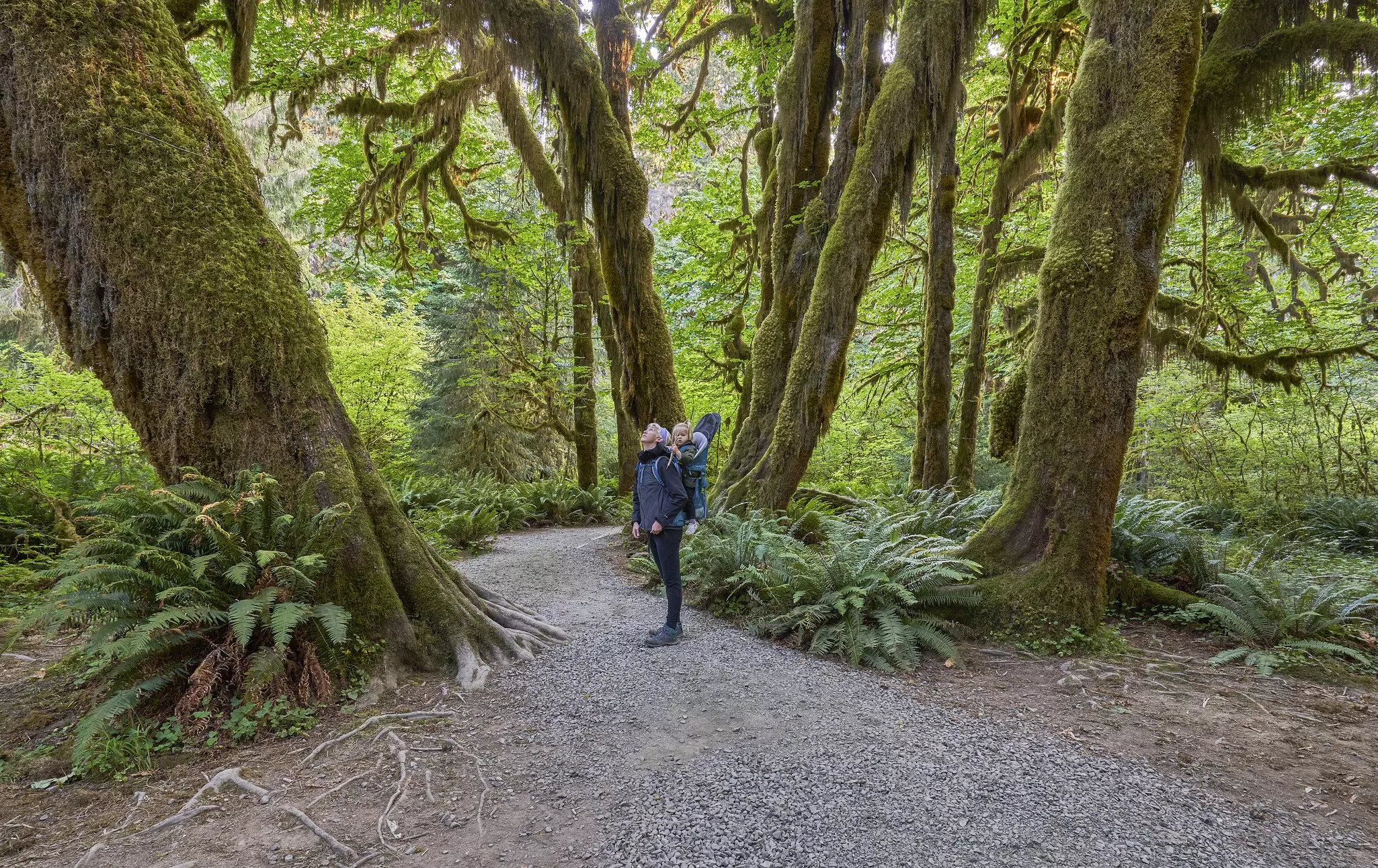 The Hoh Rainforest is famous for its giant trees, substantial rainfall and one of the finest tracts of old-growth forest in North America © Bkamprath / Getty Images