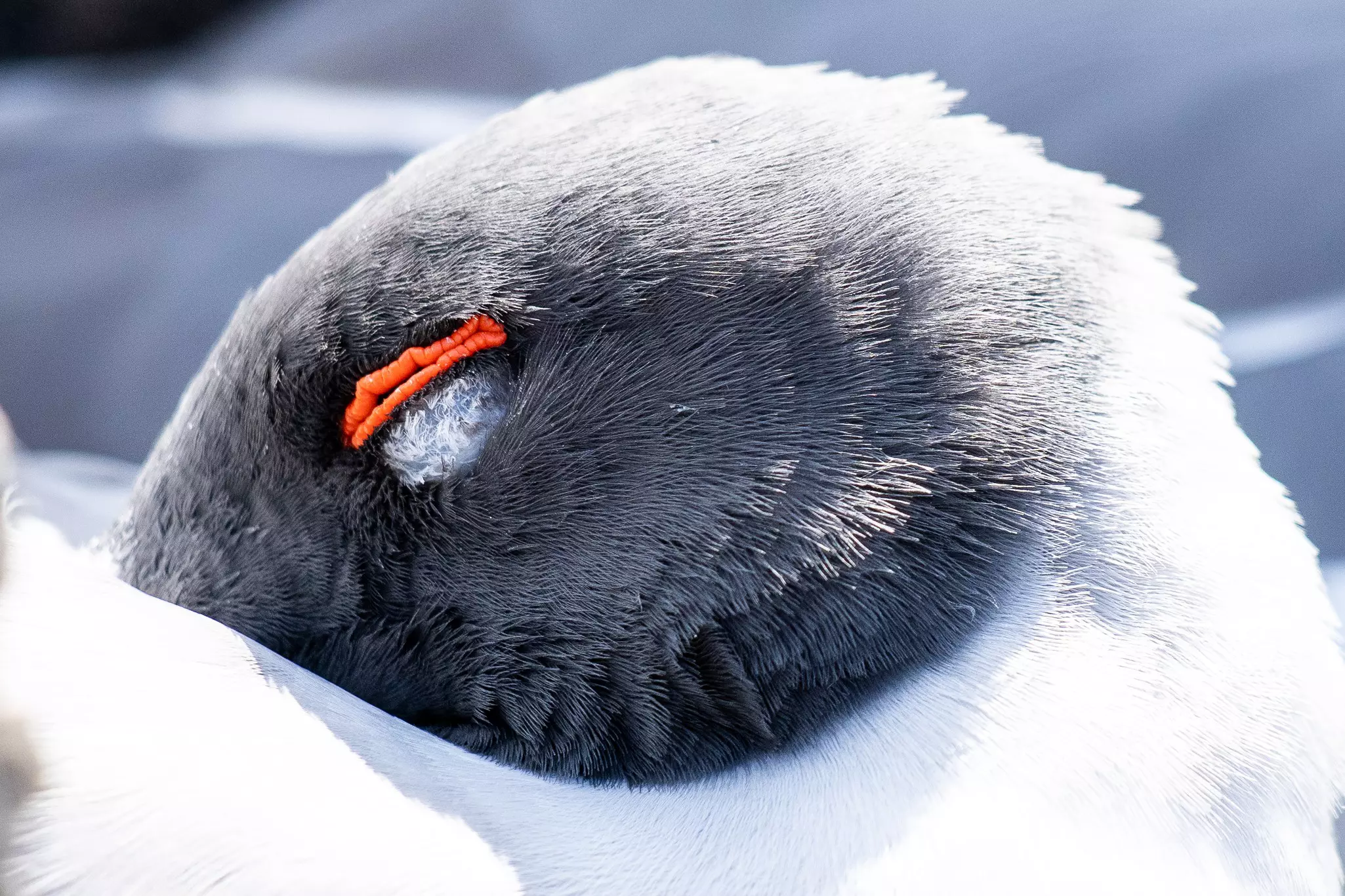 A Swallow-tailed gull, the world's only nocturnal gull, takes an afternoon nap © Sebastian Modak / Lonely Planet