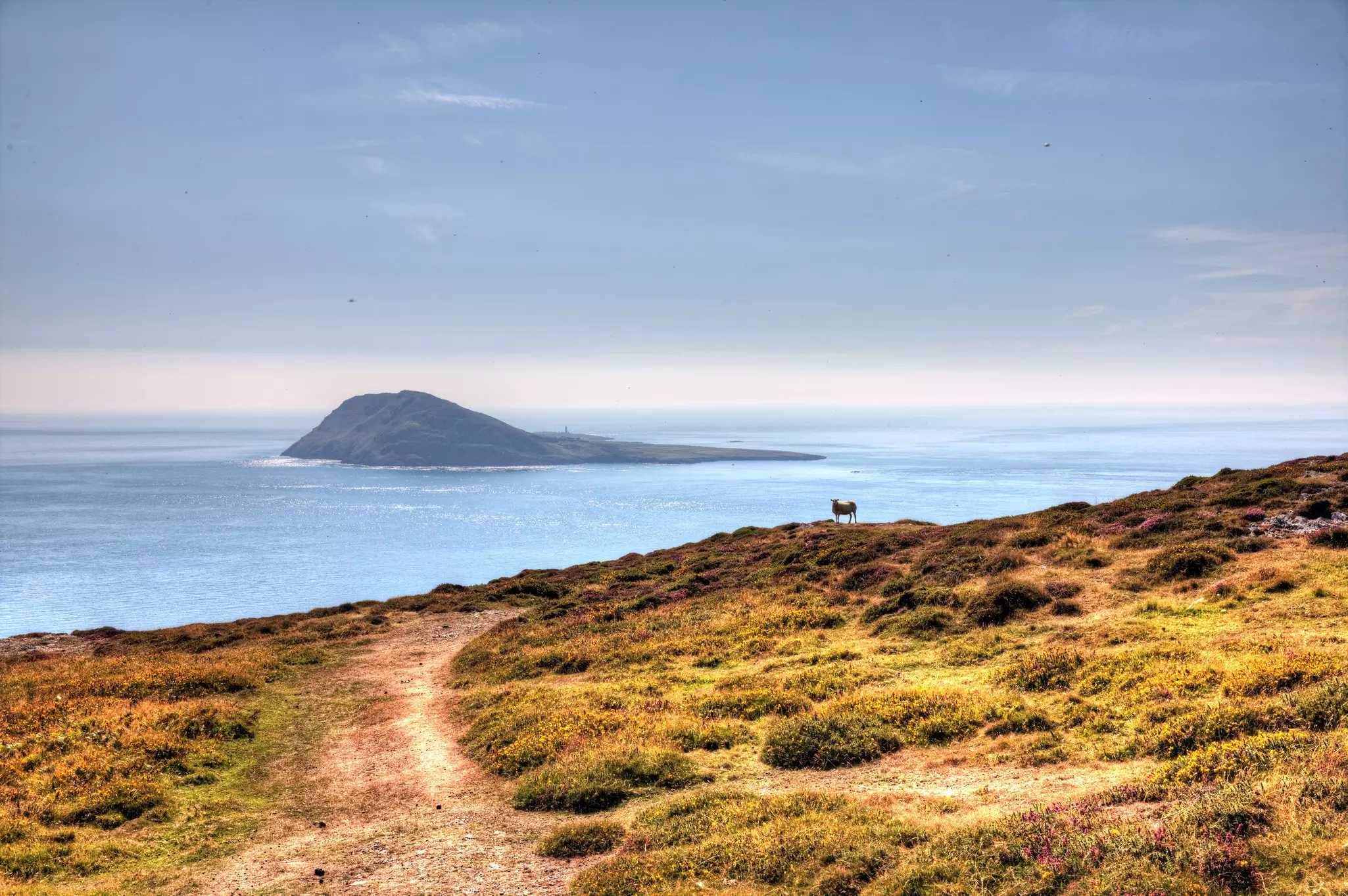 Solitary sheep on Welsh coastal headland overlooking Bardsey Island
