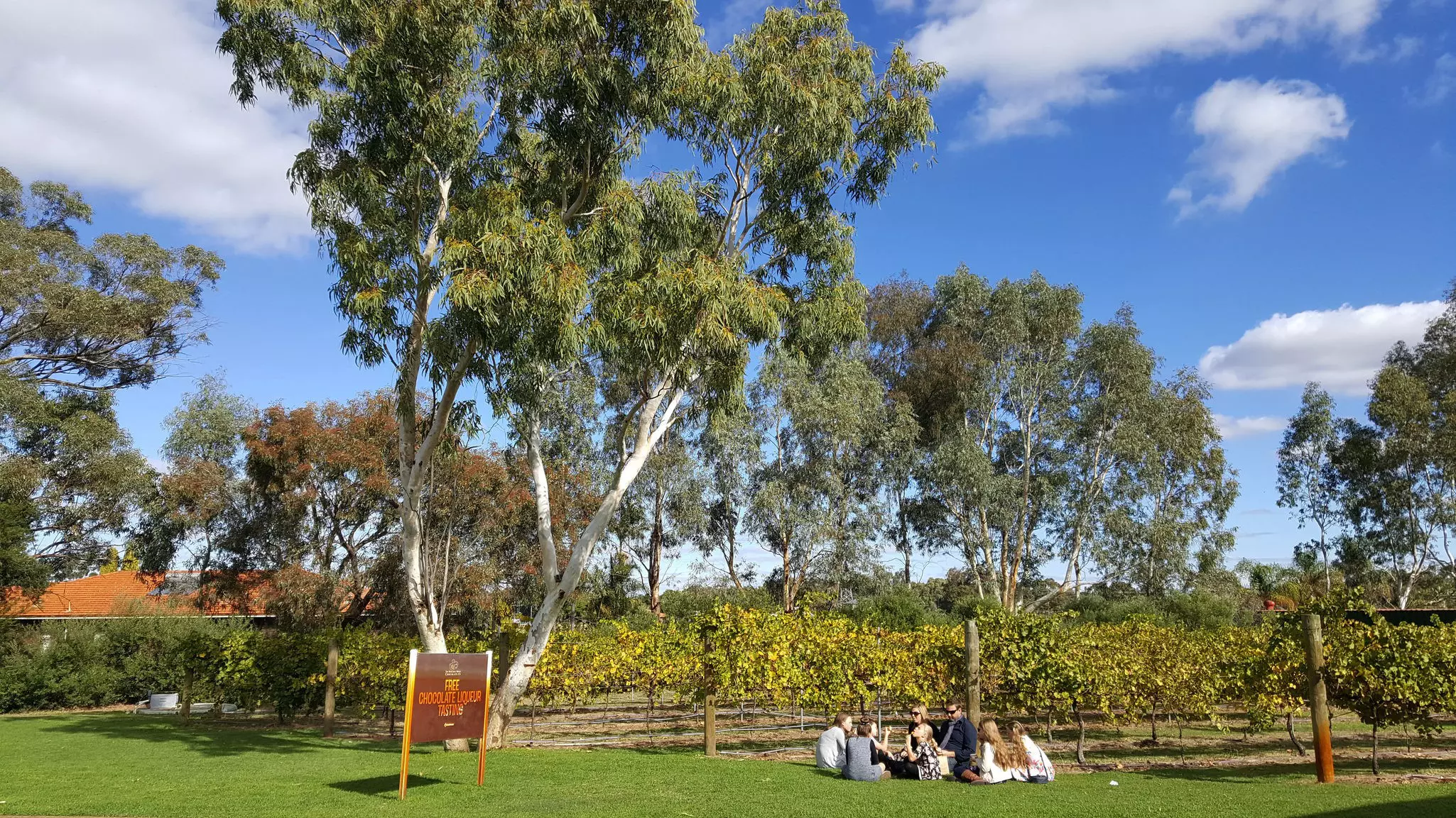 A large family group enjoy a picnic at the edge of vines in a winery 