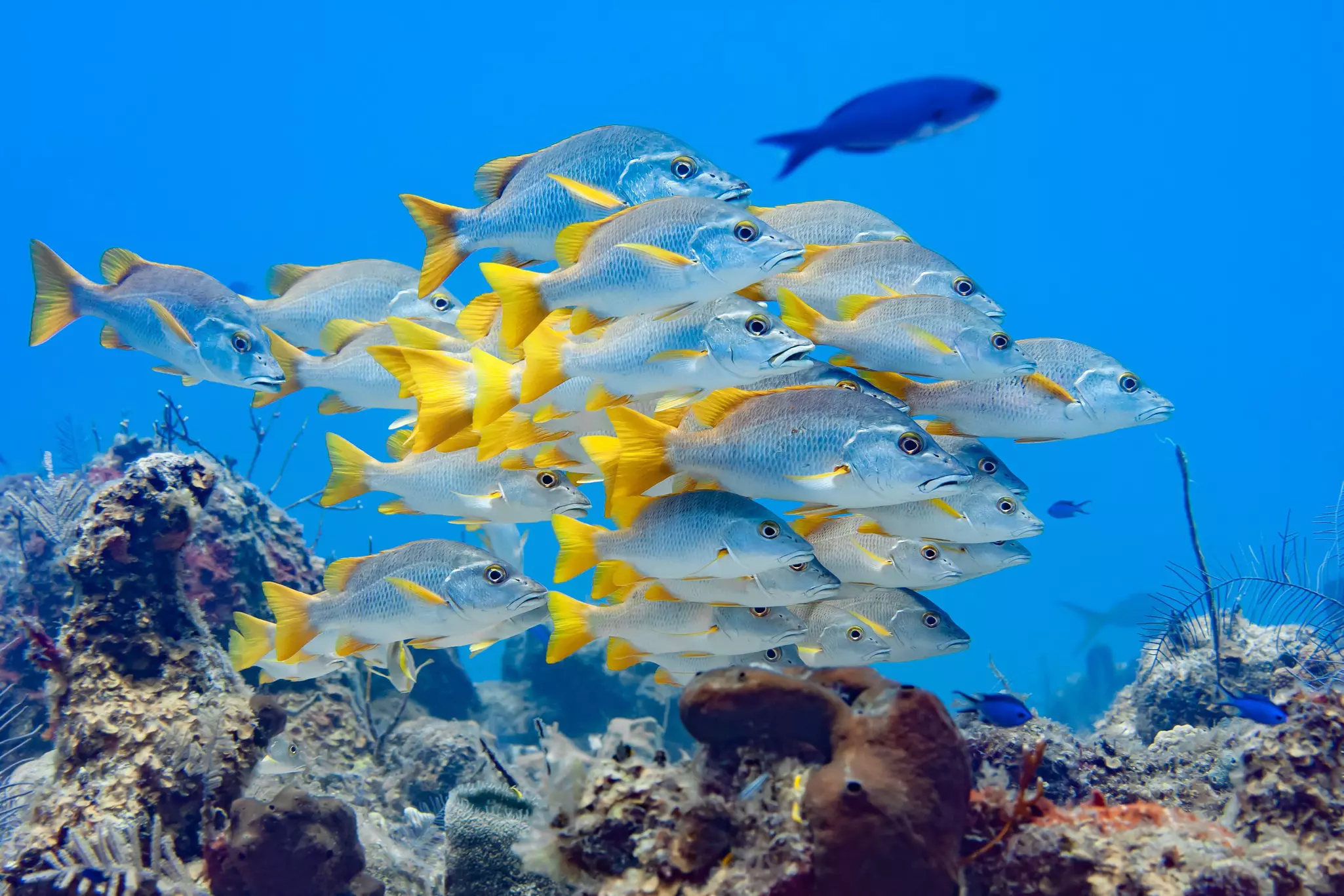 A large school of yellow and silver snapper in the crystal clear swim above a coral reef