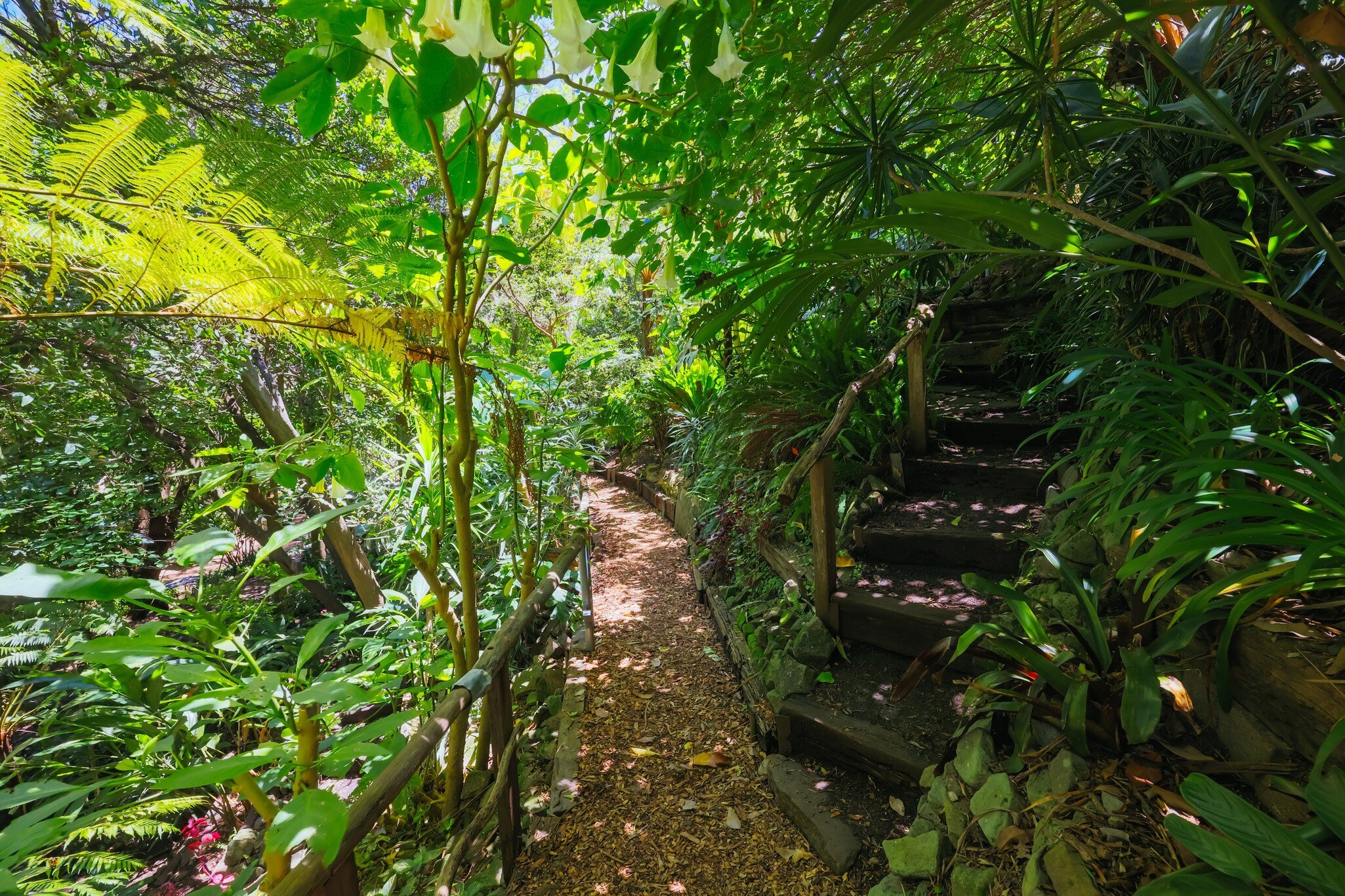 Wendy Whiteley's Secret Garden on a warm summer's morning in Lavender Bay, Sydney, New South Wales, Australia.