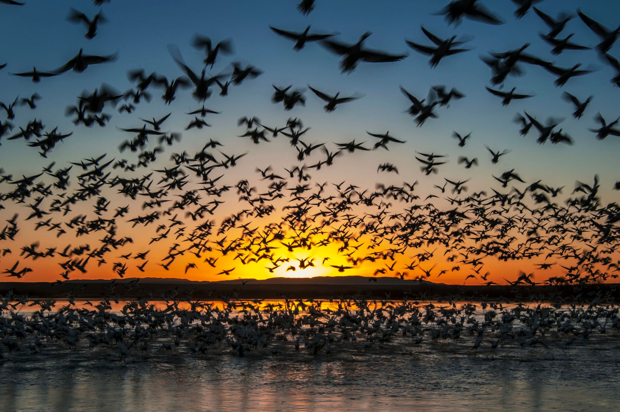 Twenty thousand snow geese (Chen caerulescens) take flight at sunrise in Bosque del Apache National Wildlife Refuge
