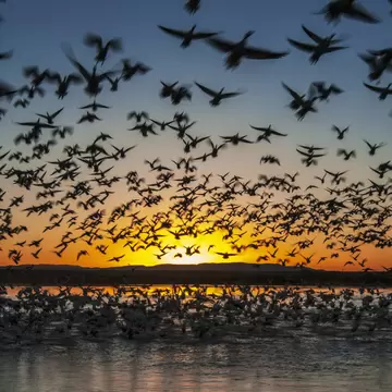 Twenty thousand snow geese (Chen caerulescens) take flight at sunrise in Bosque del Apache National Wildlife Refuge