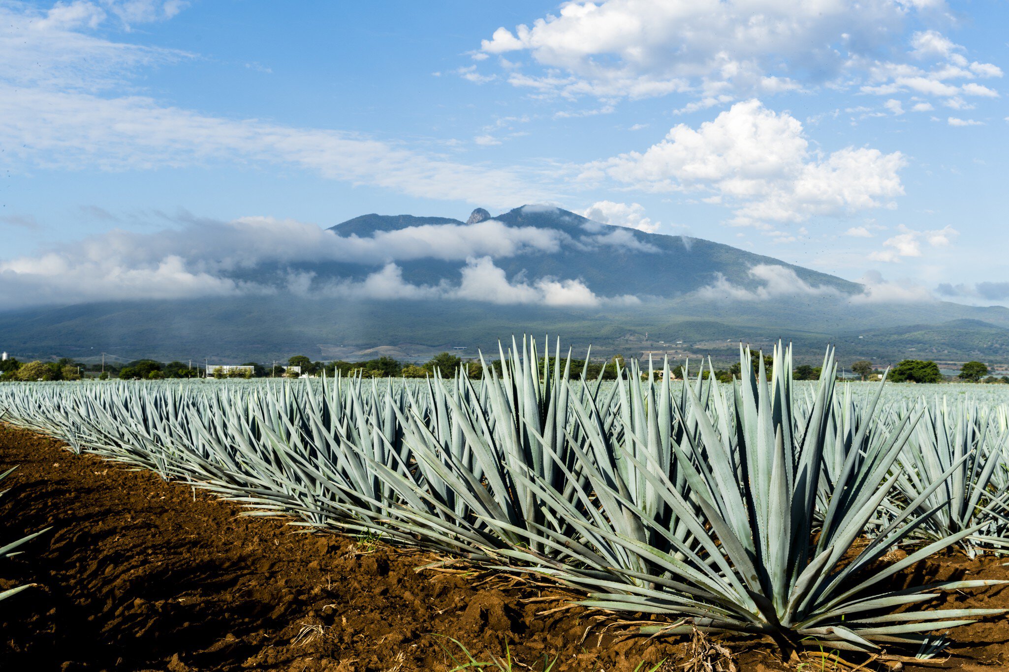 Take a deep dive into Jalisco's agave spirits - Lonely Planet