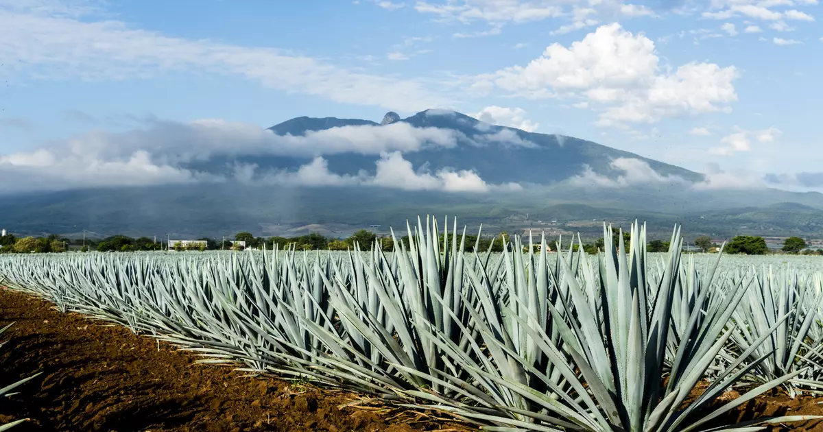 Take a deep dive into Jalisco's agave spirits - Lonely Planet
