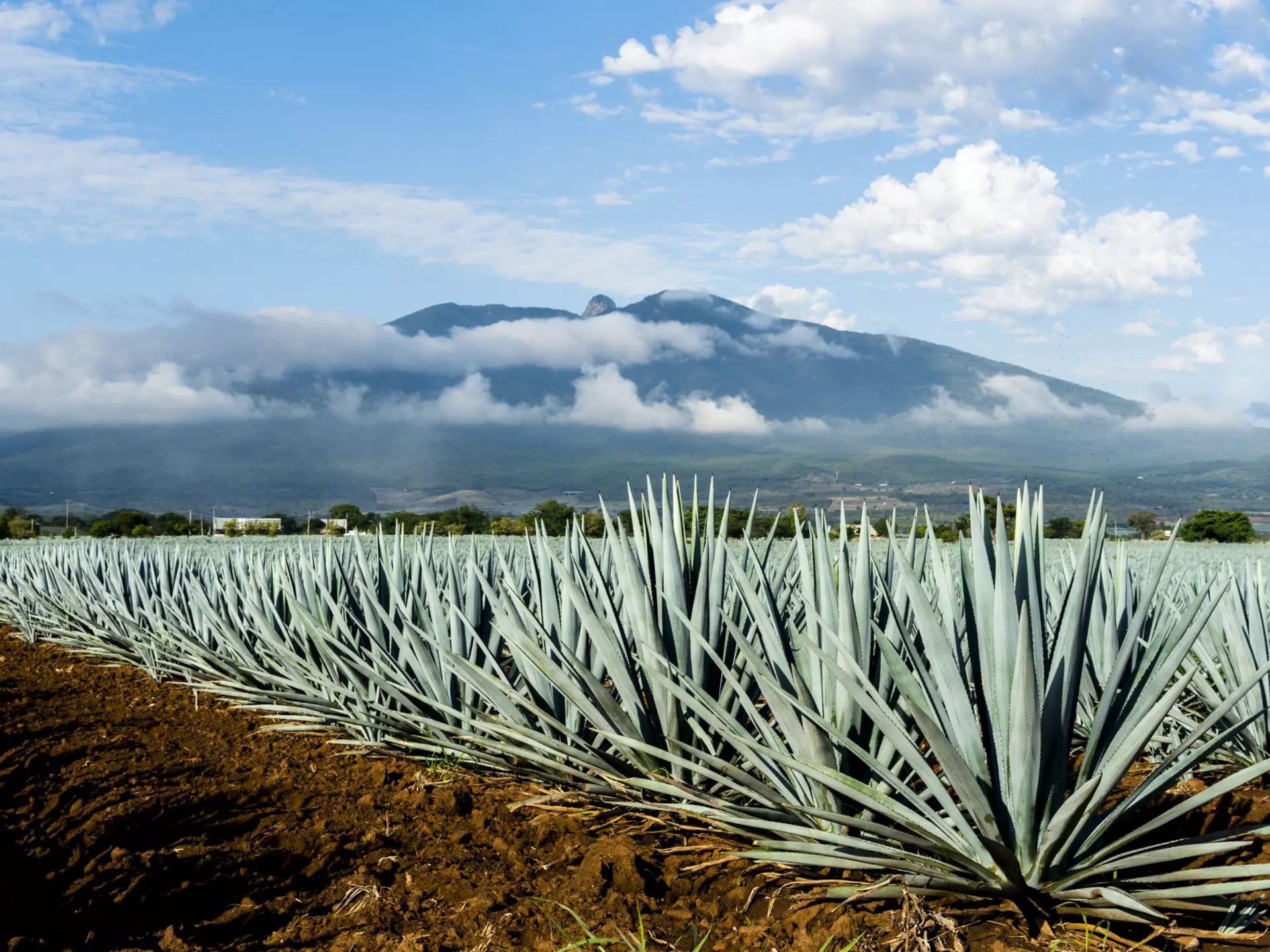 A field of Blue Agave in Jalisco, Mexico