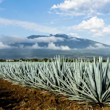 A field of Blue Agave in Jalisco, Mexico
