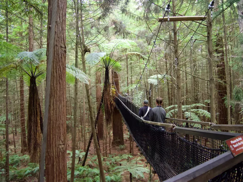 People walking between the trees on the Redwoods Treewalk in Rotorua, New Zealand (Aotearoa).