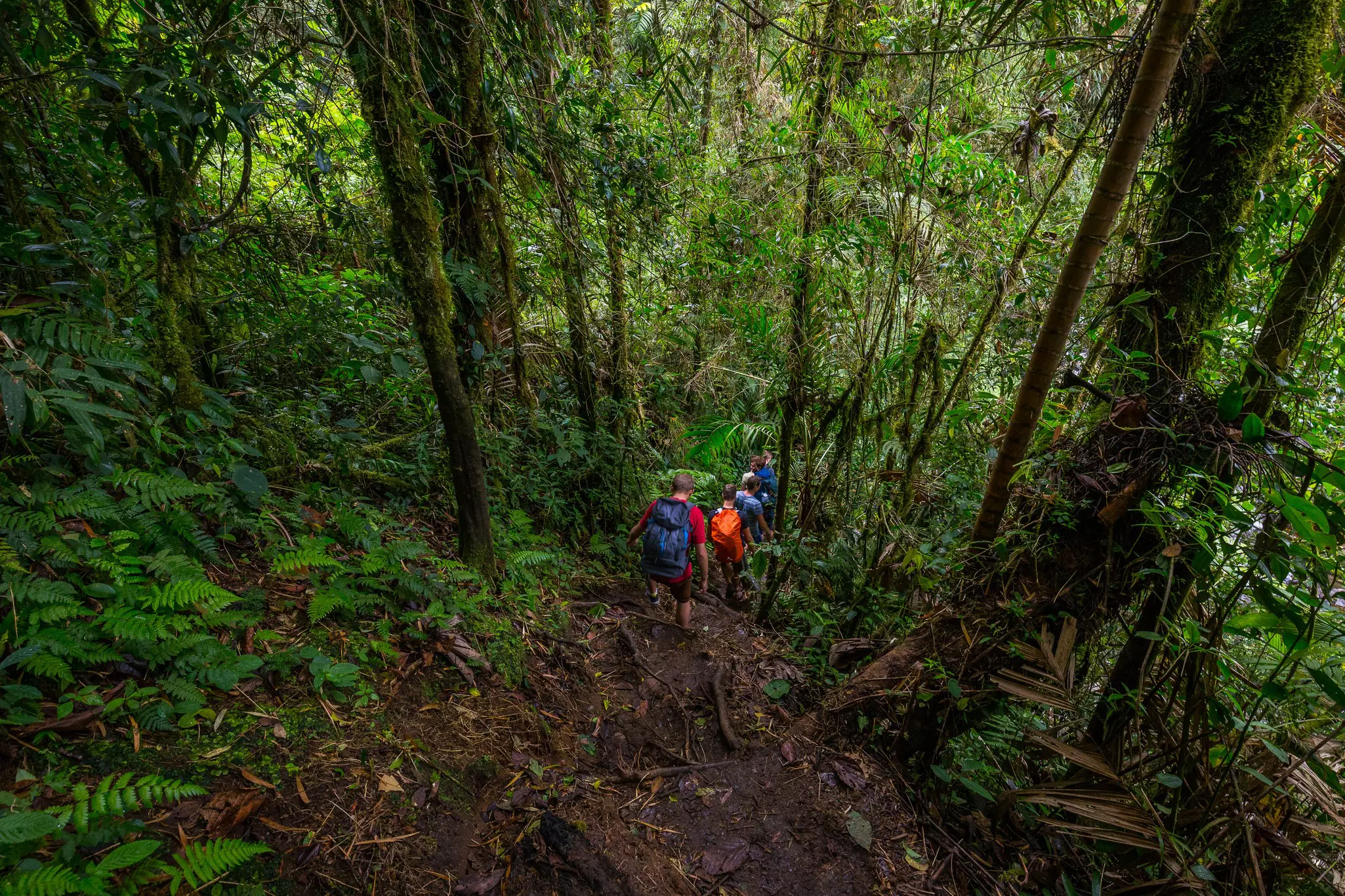 Hiking in the cloud forest near Boquete, Panama.