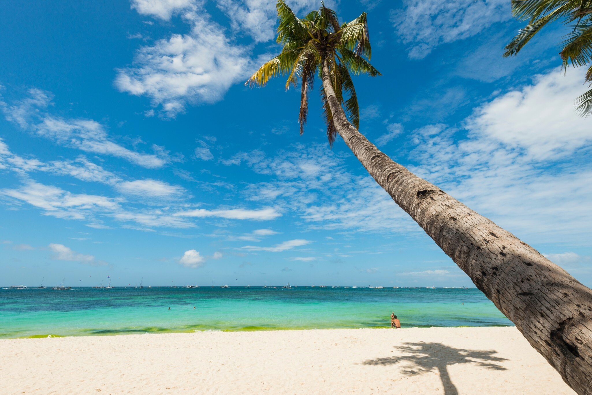 A tall palm tree leans over a white sand beach, with turquoise sea and a lone sunbather under a blue sky.