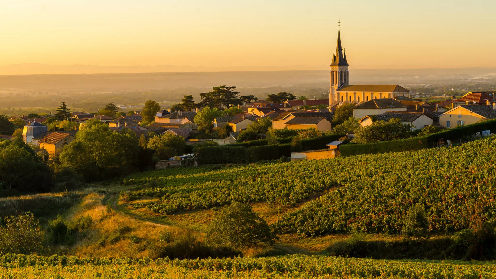 A church with a tall spire in a village surrounded by vineyards, pictured at sunrise.