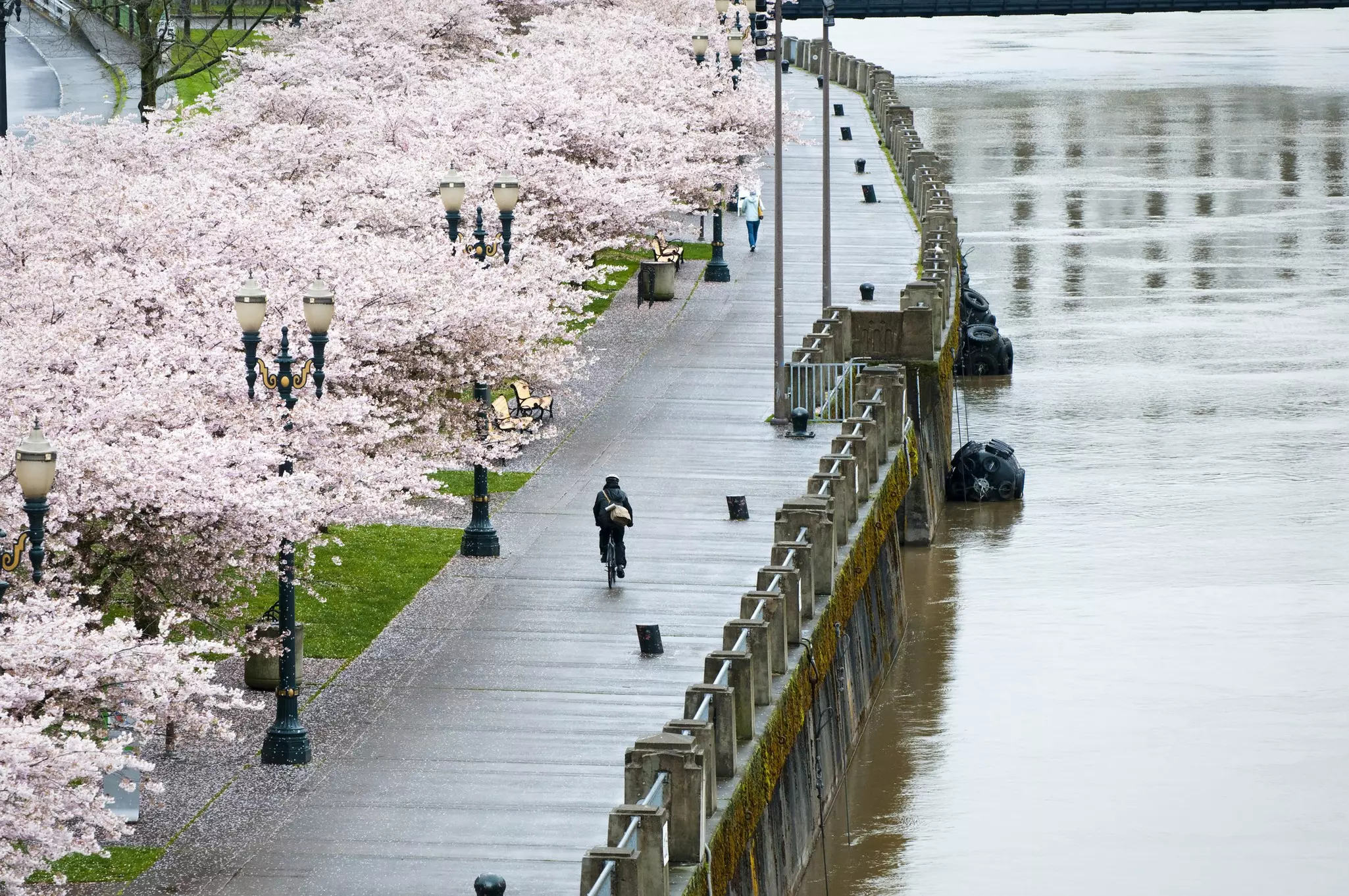 A bicyclist rides down Tom McCall Waterfront Park on a wet spring day in Portland, Oregon. Blossoming cherry trees on to the left and the Willamette River to the right.