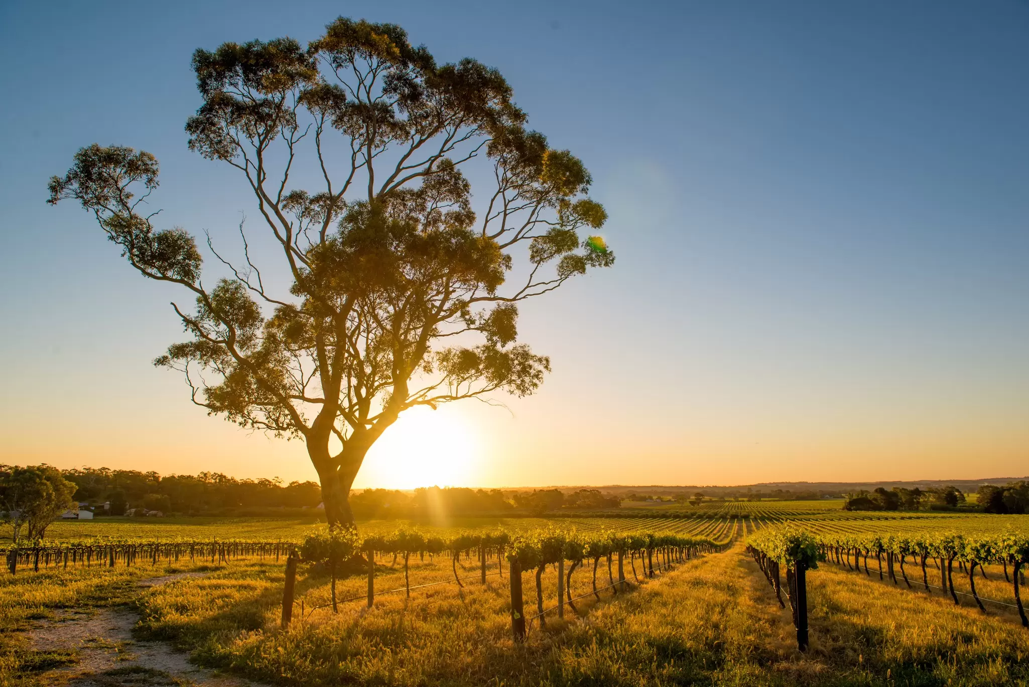 Beautiful sunset over a Barossa Valley vineyard with a large eucalyptus tree on the left