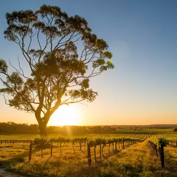 Beautiful sunset over a Barossa Valley vineyard with a large eucalyptus tree on the left