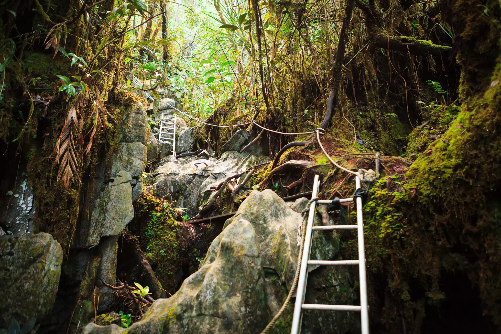 Pinnacles trek in gunung mulu national park.