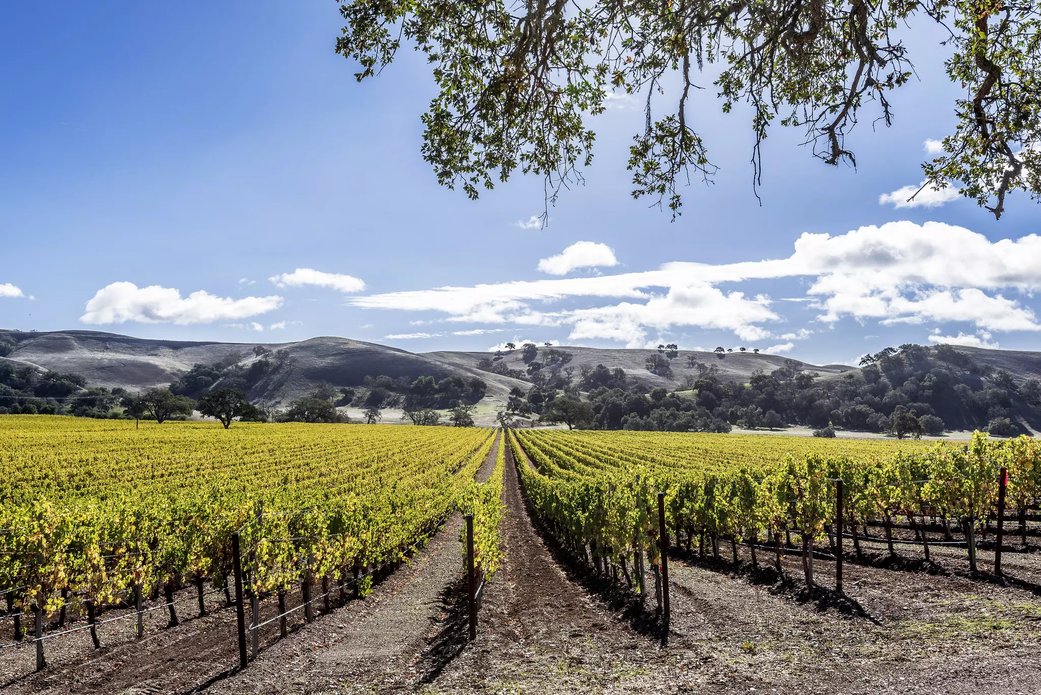 Green vineyards in the rolling hills of Santa Barbara County, California.