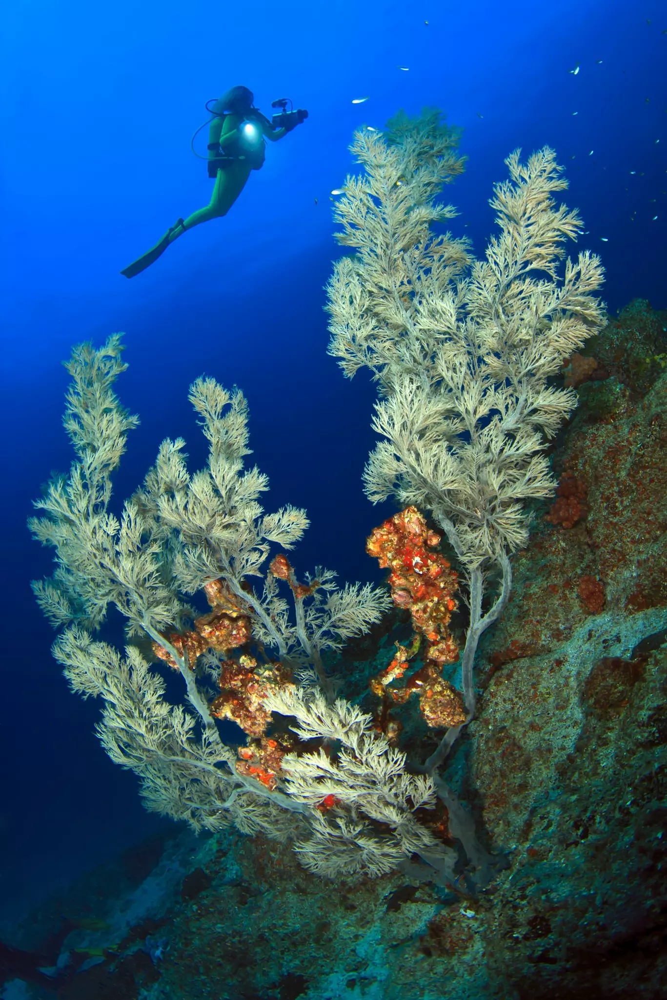 Diver swimming among coral in the sea.