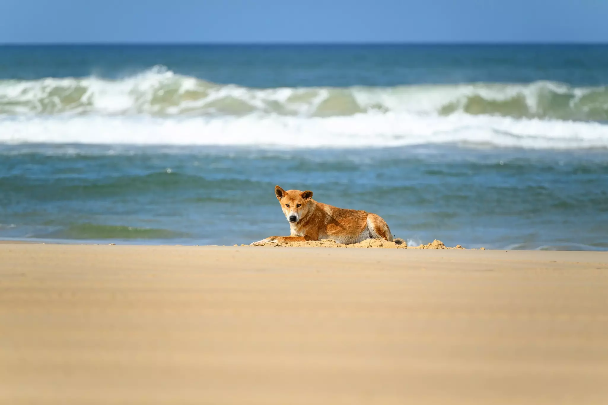 A dingo (wild dog) sits on the sand of a beach. Waves crash behind the dingo.